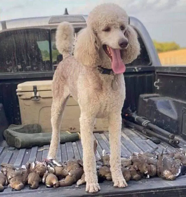 A silver poodle