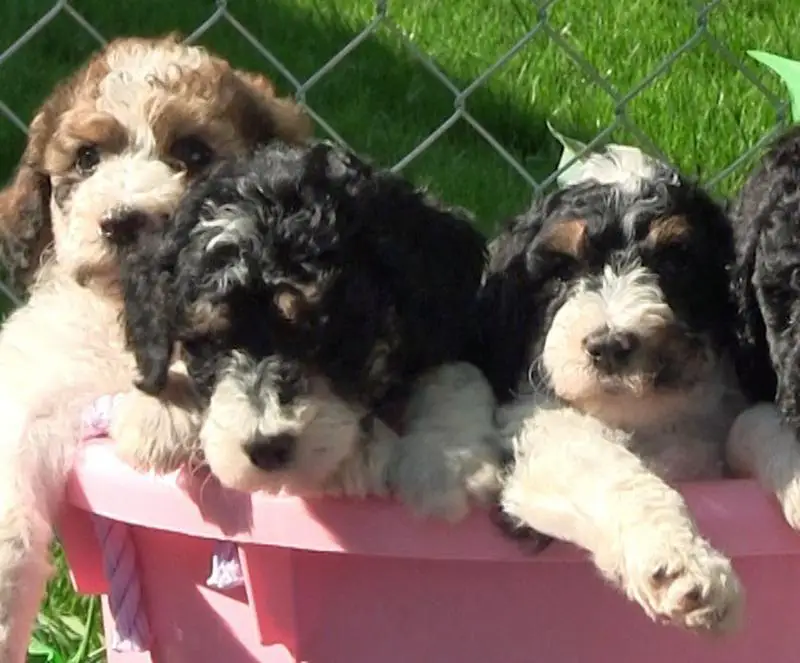 tricolor poodle puppies