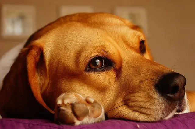 a beagle