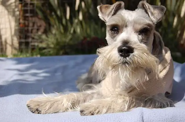schnauzers get along well with poodles