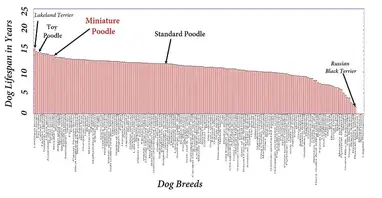 Miniature Poodles Life Expectancy How To Make Minis Live Long Best Poodle