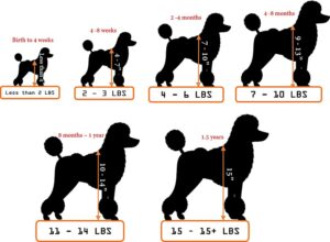 Miniature Poodle Growth. Weight and Height Calculator to Predict Growth