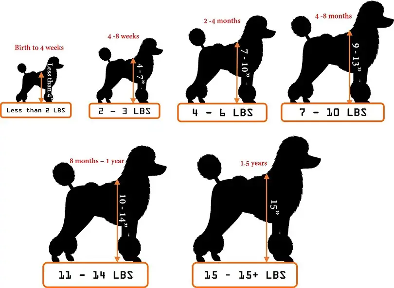 miniature poodle growth weight and height chart