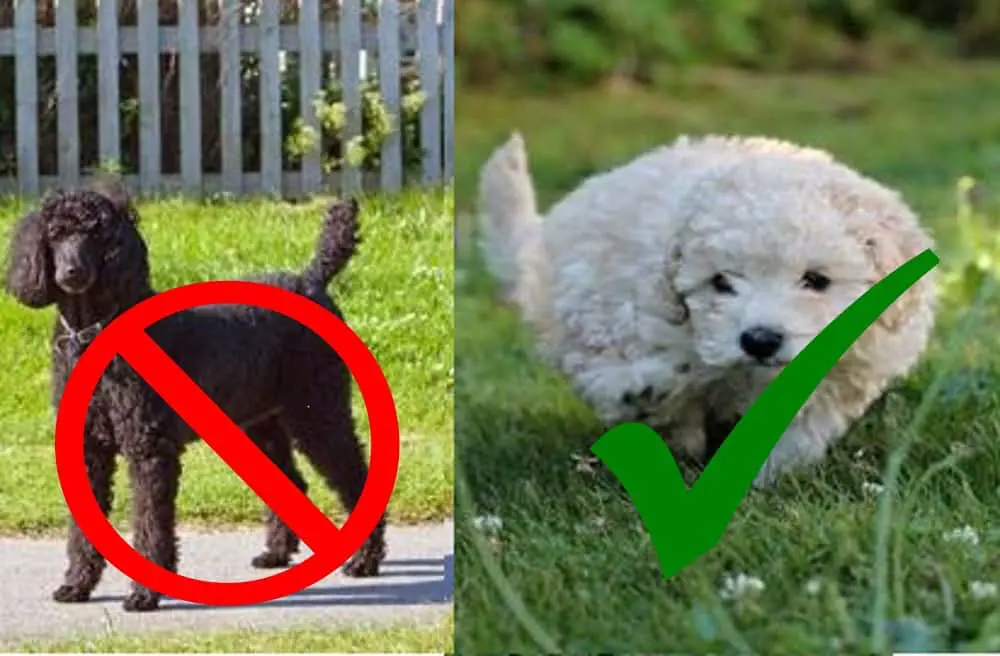 difference between toy poodle and miniature