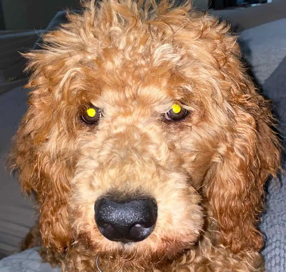 purebred poodle with black nose