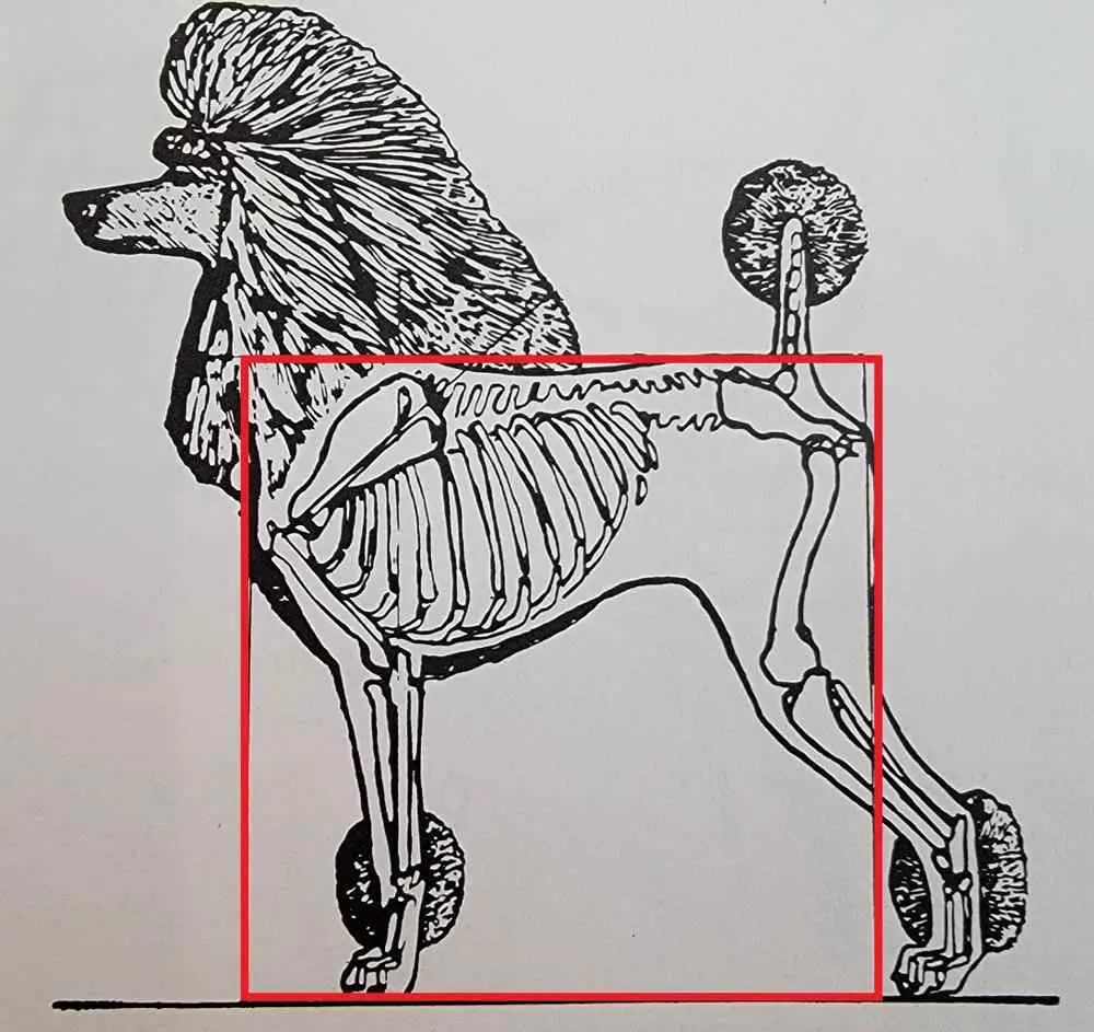 structure of a purebred poodle