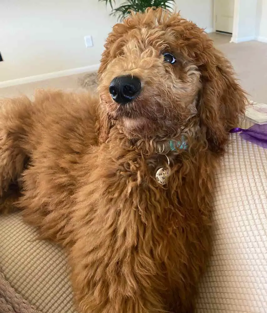 a purebred standard poodle laying down