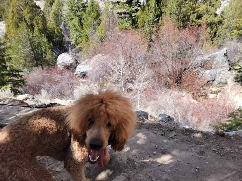 are poodles good hiking dogs