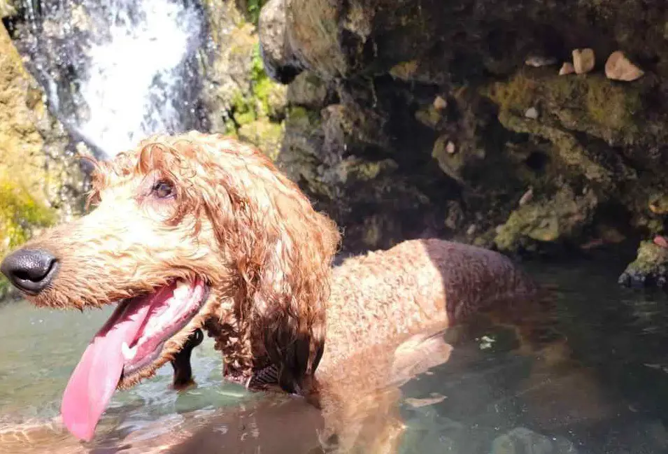 poodle at hotsprings