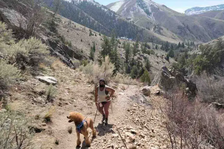 are poodles good hiking dogs