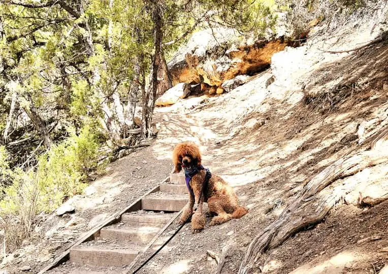 standard poodle hiking