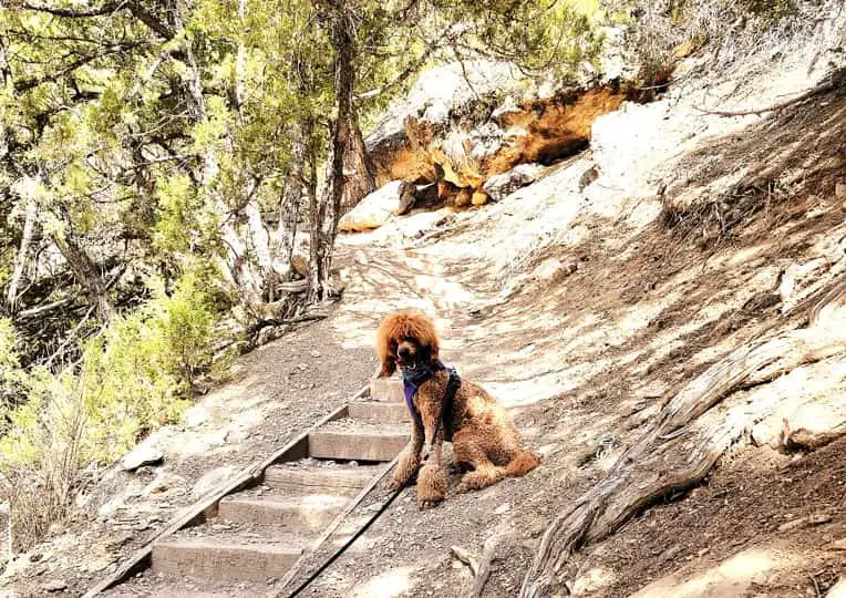 are poodles good hiking dogs