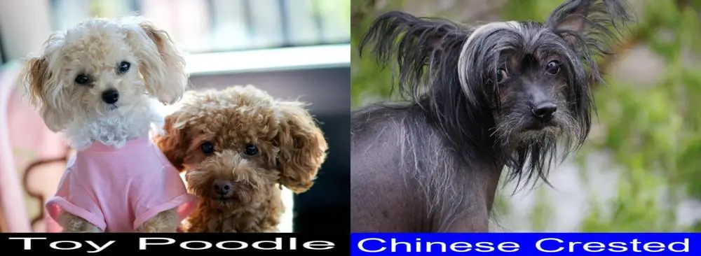 what does a chinese poodle dog