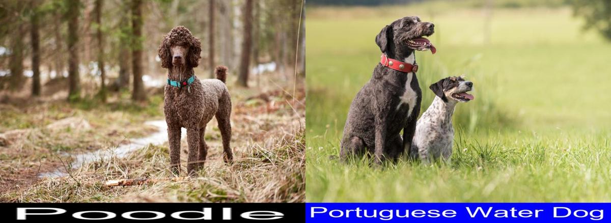 Poodle versus Portuguese Water Dog. Final Verdict on ...