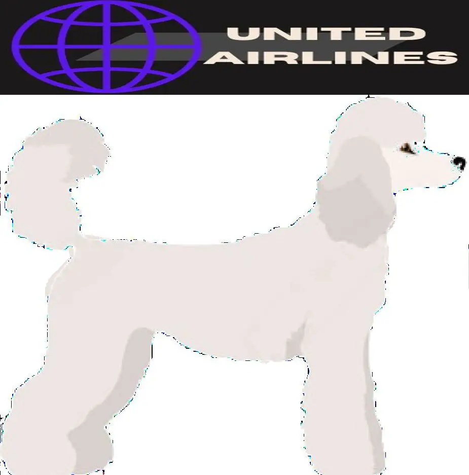 Standard Poodle image and united Airlines Logo