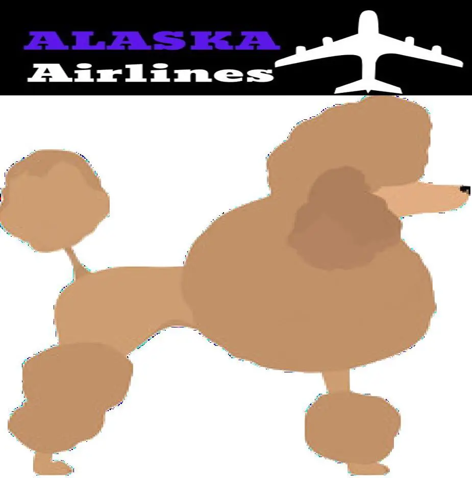 Toy Poodle image and alaska Airlines Logo
