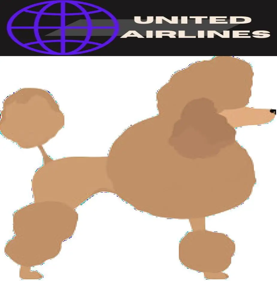 Toy Poodle image and united Airlines Logo