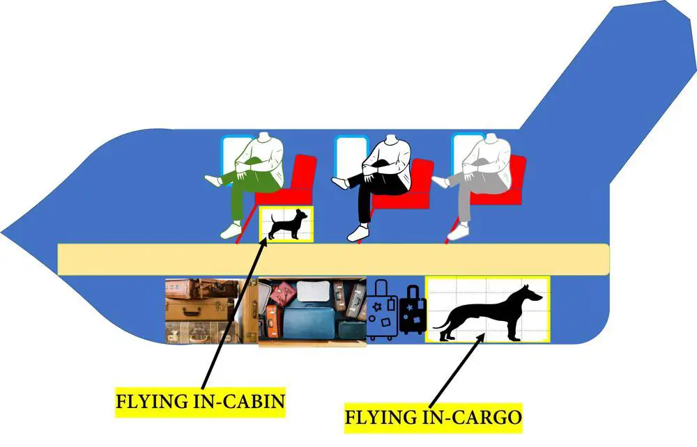 Flying your Miniature Poodle in-cabin versus in-cargo