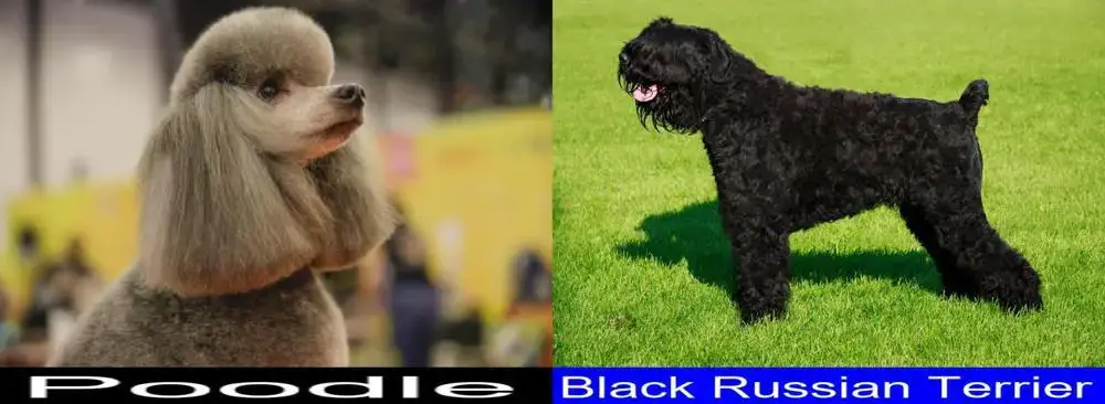 black russian terrier shedding a lot