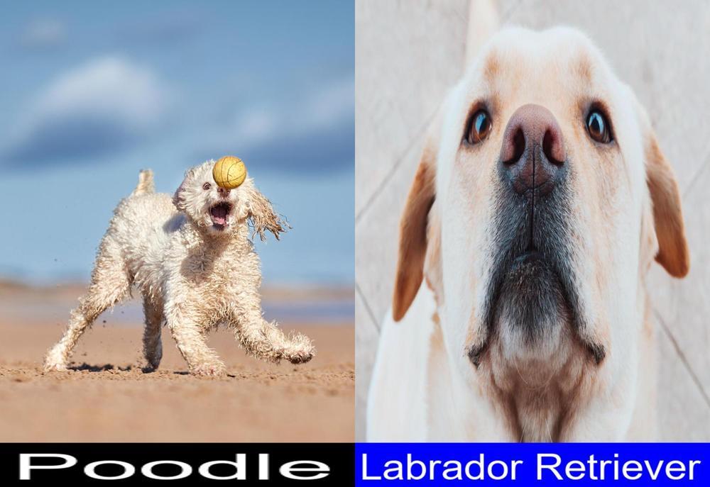 Lab/poodle Reteriver Are Labs Smarter Than Poodles