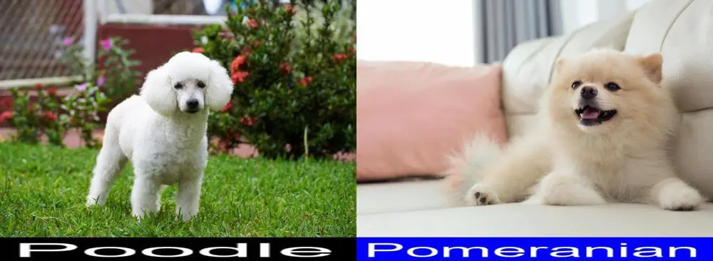 Differences and Similarities between the Poodle and the Pomeranian. - Best  Poodle