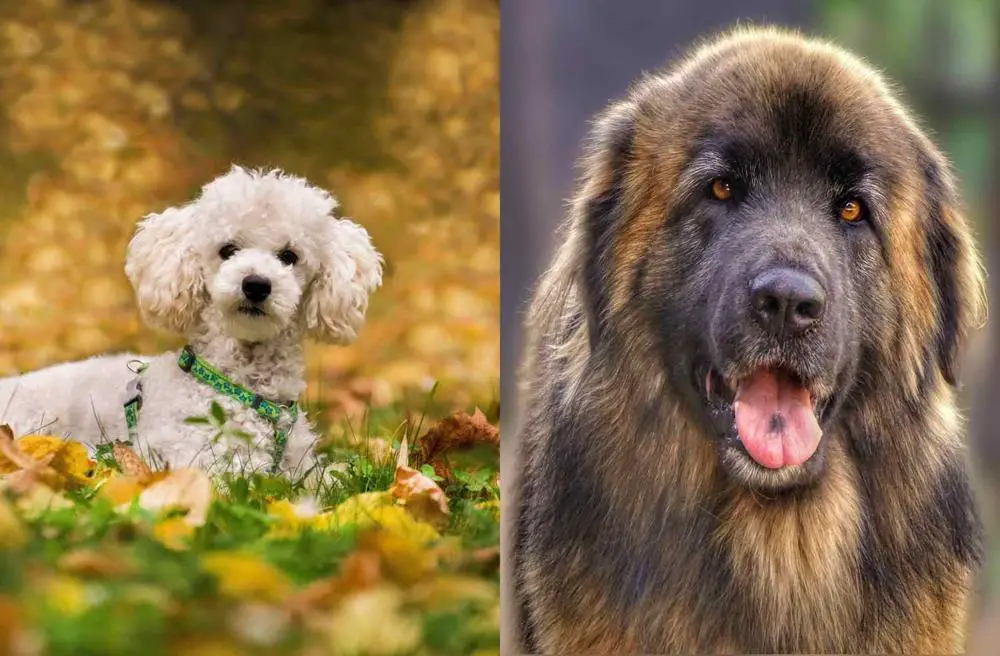 Differences and Similarities betweeen a Poodle and a Leonberger. A ...