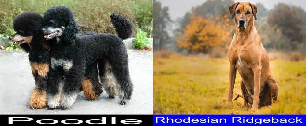 are poodles as smart as rhodesian ridgebacks