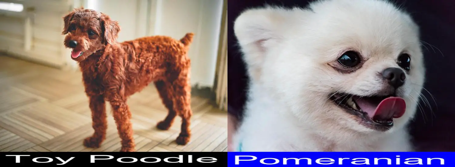 Breed Comparison: Toy Poodle Versus Pomeranian - Best Poodle